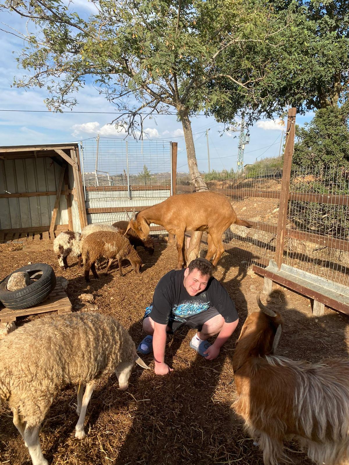 Caring for sheep